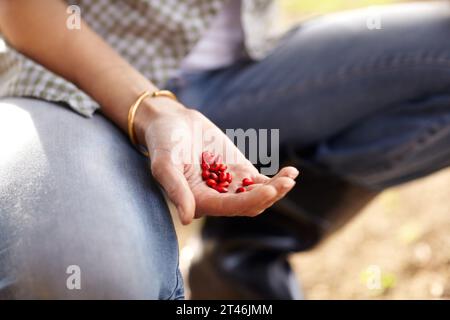 Woman, hand and seeds outdoor for gardening planting, sustainability or growth vegetable. Female person, arm and farming for eco legumes or green Stock Photo