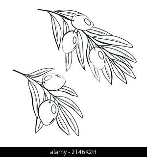 Silhouette olive branches, isolated on white background. Hand drawn ...