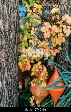 Double anchor buoys hang among the weaving grapes on a tree Stock Photo