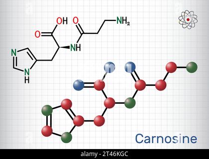 Carnosine dipeptide molecule. It is anticonvulsant, antioxidant, antineoplastic agent, human metabolite. Structural chemical formula, molecule model. Stock Vector