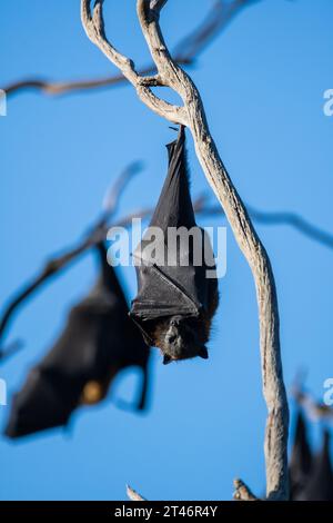 Grey-headed flying fox, Pteropus poliocephalus, afternoon, hanging in tree, wings folded, Yarra Bend Park, Melbourne Stock Photo