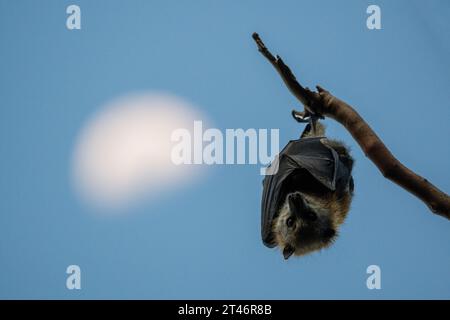 Grey-headed flying fox, Pteropus poliocephalus, hang down on a tree, with the moon on the background, not digitally altered, Yarra Bend Park, Melbourn Stock Photo