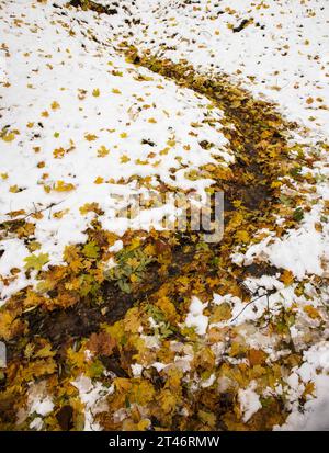 A stream covered with yellow autumn leaves flows through a snowy forest in autumn Stock Photo