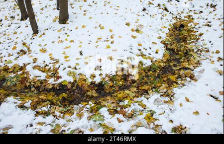 A stream covered with yellow autumn leaves flows through a snowy forest in autumn Stock Photo