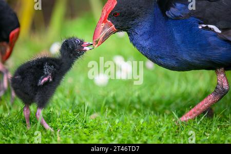 Pukeko bird mother feeding baby pukeko with nature green background ...