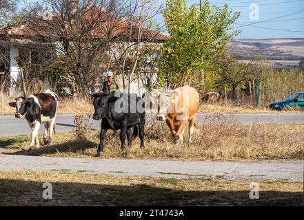 Strandja mountians Bulgaria October 28 th 2023:Morning sunshine cattle herder walks milking cows through village on a wam autumn day Cliff Norton Alamy live news Stock Photo
