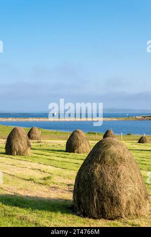 Hay harvest near Hamnavoe on the island of Yell, Shetland. With Loch of Galtagarth and Hamna Voe in background. Stock Photo