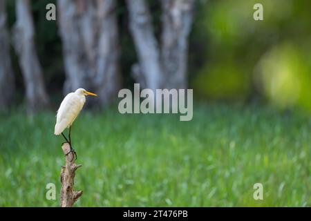 Intermediate Egret is perched on a tree stump in a reedy shallow pond at daybreak waiting to begin morning feeding time. Stock Photo