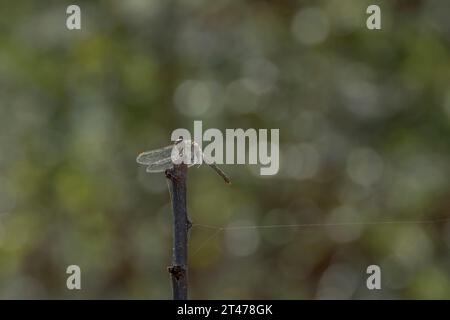 A dragonfly rests on a branch with its wings moved forward Stock Photo