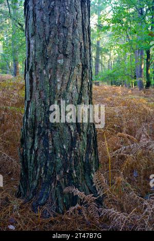 The trunk and bark of a Corsican pine tree. Stock Photo