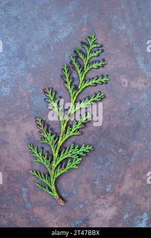 Sprig of lawson cypress or Chamaecyparis lawsoniana tree with black male flowers lying on tarished metal Stock Photo