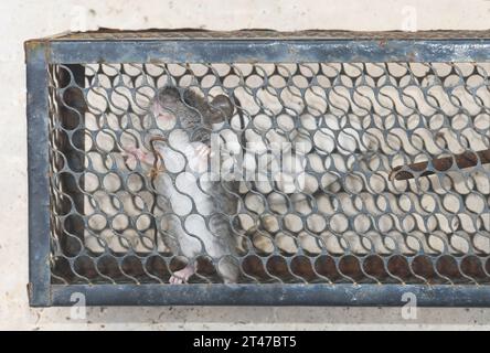 Rat in a trap Stock Photo