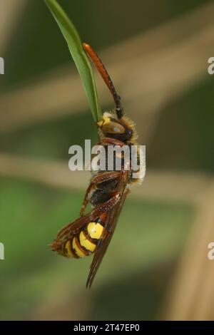 Natural closeup on a colorful male Nomad solitary cuckoo bee, Nomada species, sleeping while haning in the vegetation Stock Photo