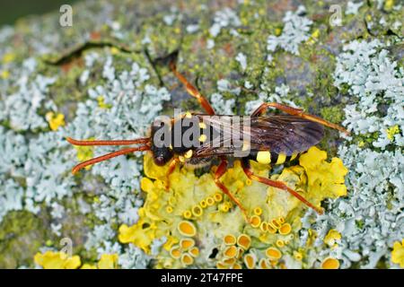 Detailed dorsal closeup of a female of the colorful orange horned nomad cuckoo bee, Nomada fulvicornis on a piece of wood Stock Photo