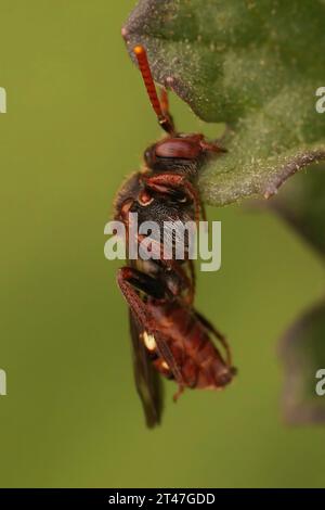 Natural closeup on a colorful red female Nomad solitary cuckoo bee, Nomada species, sleeping while haning in the vegetation Stock Photo