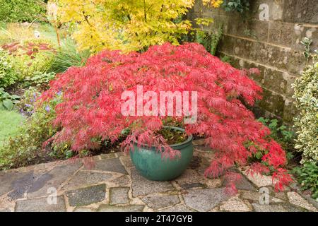 Acer palmatum dissectum Garnet, Japanese maple, in a green pot on a garden patio, leaves have changed to deep red in autumn colour in fall Stock Photo