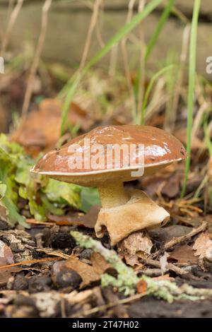 Slippery Jack, Suillus luteus, toadstool, Sussex, UK, October Stock Photo