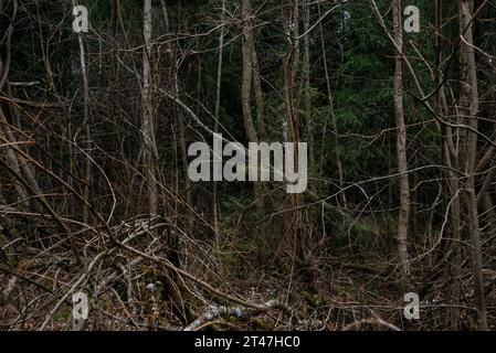 Late autumn in the northern forest. Trees without leaves with branches broken by the wind, forming blockages. Stock Photo