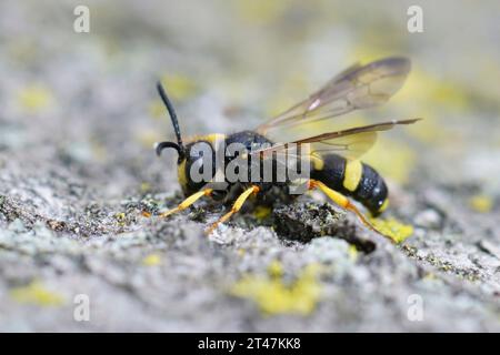 Detailed closeup on an Ornate Tailed Digger Wasp , Cerceris rybyensis, on stone, macro view Stock Photo