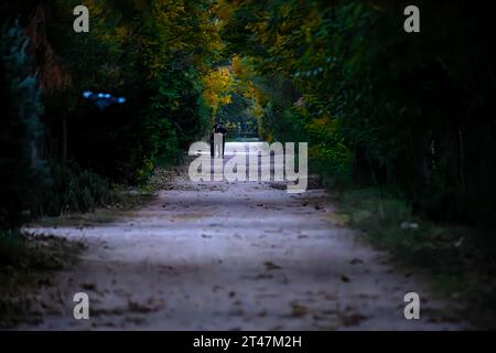 10,27,2023,Izmir,Turkey,Two lovers are walking on the tree-lined road Stock Photo