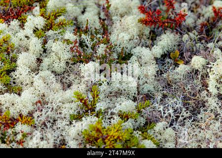 Arctic Tundra lichen moss close-up. Found primarily in areas of Arctic Tundra, alpine tundra, it is extremely cold-hardy. Cladonia rangiferina, also k Stock Photo