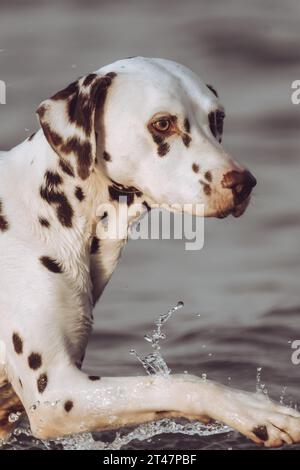 dalmatian dog playing in the water Stock Photo