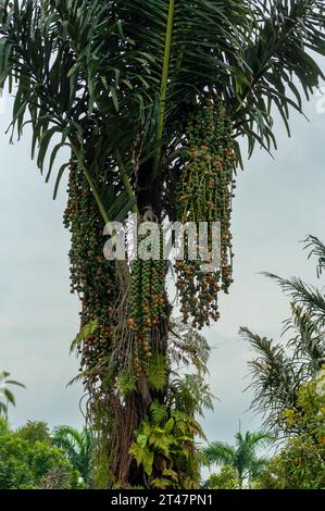 Close-up of Arenga pinnata palm with edible brown fruits. Stock Photo