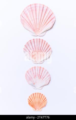 Collection of assorted shells isolated on white background Stock Photo ...