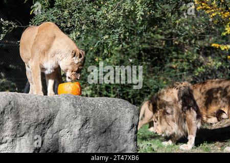 Zagreb, Croatia. 29th Oct, 2023. The Ring-tailed Lemur Eats A Pumpkin 