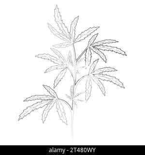 Medicinal plants cannabis hand drawn vector transparent background Stock Vector