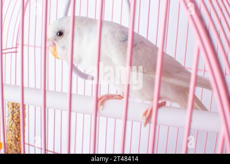 A white budgie sits in a pink cage. Stock Photo