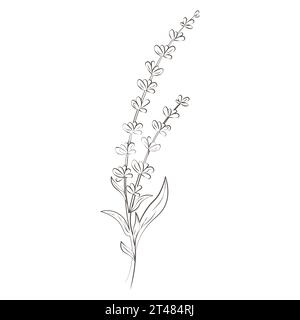 Medicinal plants lavender hand drawn vector transparent background Stock Vector