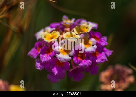 close-up image of a colorful flower on a sunny day in the middle of a green field Stock Photo