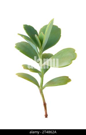 close-up of kalanchoe plant foliage, popular succulent plant in crassulaceae family, with thick fleshy green leaves isolated on white background Stock Photo