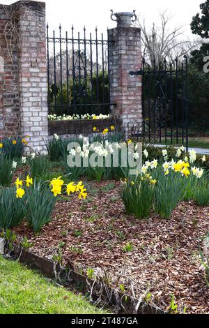 Daffodils on Public Garden Grounds Stock Photo