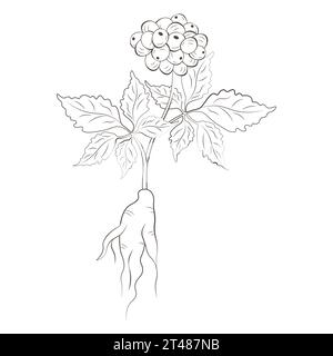Medicinal plants ginseng root hand drawn vector transparent background Stock Vector