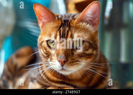 Portrait of a cute bengal cat Stock Photo