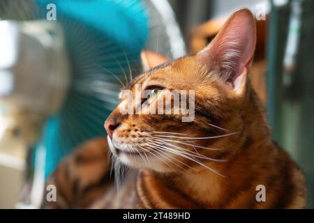 Portrait of a cute bengal cat Stock Photo