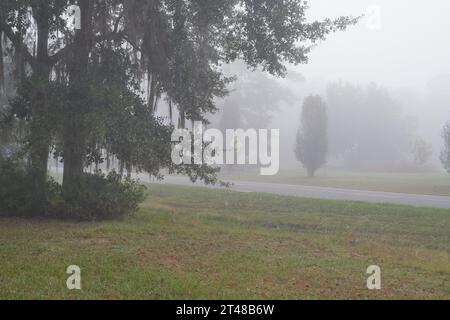 Foggy Sunday morning in Fall,Autumn just before Halloween,Spooky!!! Stock Photo