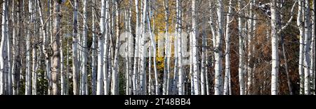 A panorama image of a stand of quaking aspens with some orange, yellow, and greens peeking through the background. Fall in the Colorado mountains Stock Photo