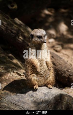 �����峾ä�ԲԳ����� Stock Photo