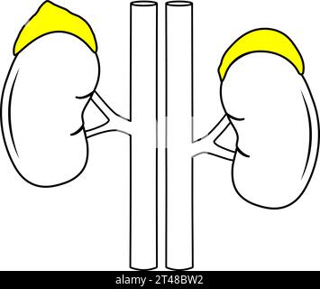 Adrenal glands, kidneys, Abdominal aorta and inferior vena cava. black line icon. Stylized anatomically correct pictogram for web design, or mobile ap Stock Vector