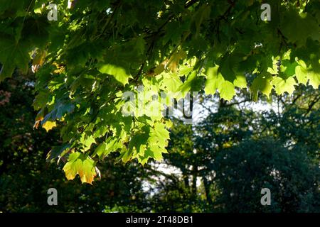Background autumn mood: maple leaves in the backlight Stock Photo
