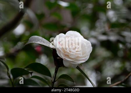 White camellia flowers against the background of dark green leaves in the garden, selective focus Stock Photo