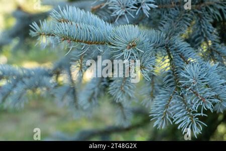 Blue spruce branches as a textured background. Blue needles on branches. New Year theme. Stock Photo