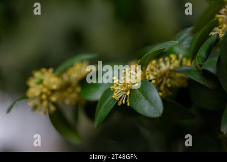 Blooming boxwood. Buxus sempervirens with yellow flowers. Yellow Buxus flowers, selective focus Stock Photo