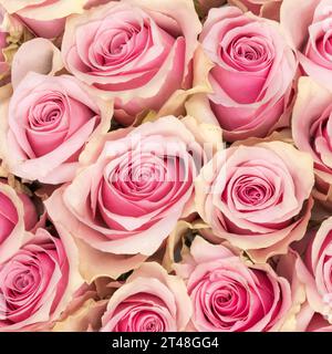 Square full frame top view of light pink blooming roses Stock Photo