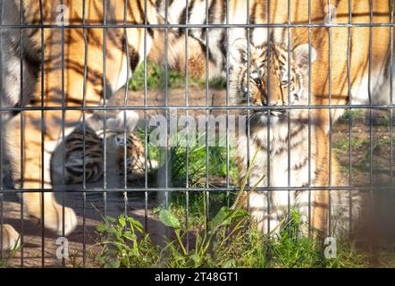 Baby amour tiger behind fences, living in captivity - Summer Stock Photo