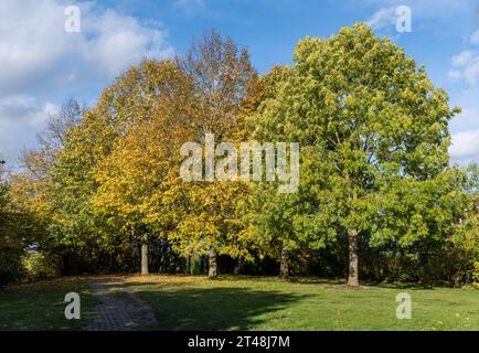 row of trees in a park displays mixed autumn foliage under a bright blue sky, blending green and golden-yellow leaves while casting long shadows on th Stock Photo