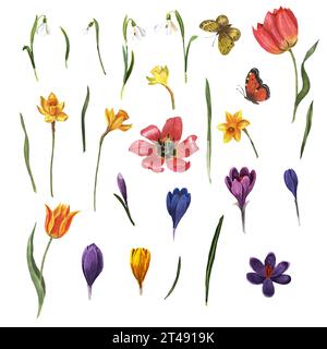 Flowers of snowdrops, crocuses, daffodils, tulips, leaves, butterflies are made in watercolor on a white background in watercolor. Stock Photo